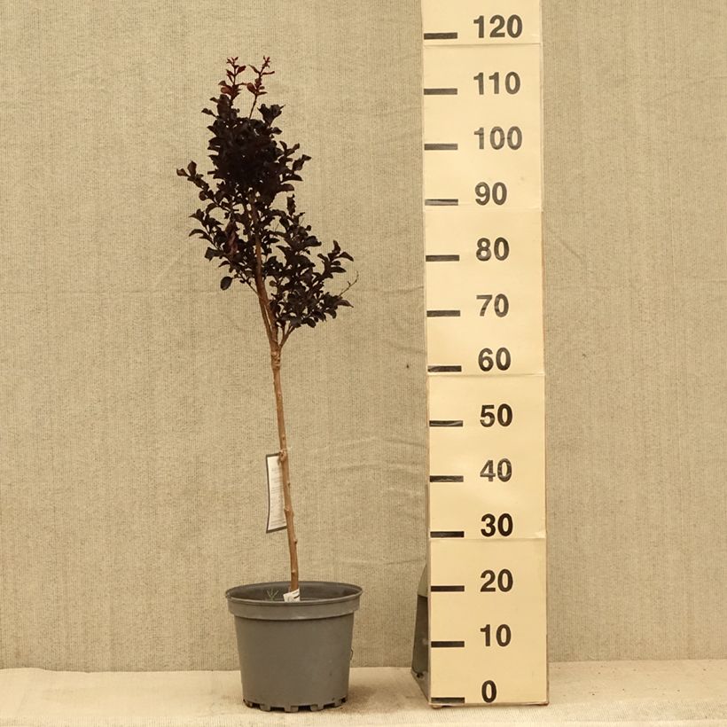 Exemplaar van Lagerstroemia indica Black Diamond Lavender Lace - Indische sering Pot van 7,5 l/10 l zoals geleverd in de zomer