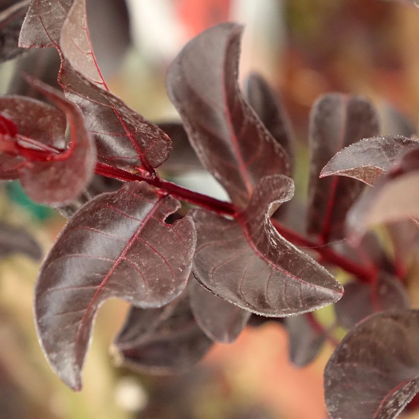 Lagerstroemia indica Black Solitaire Crimson Red - Indische sering (Blad)