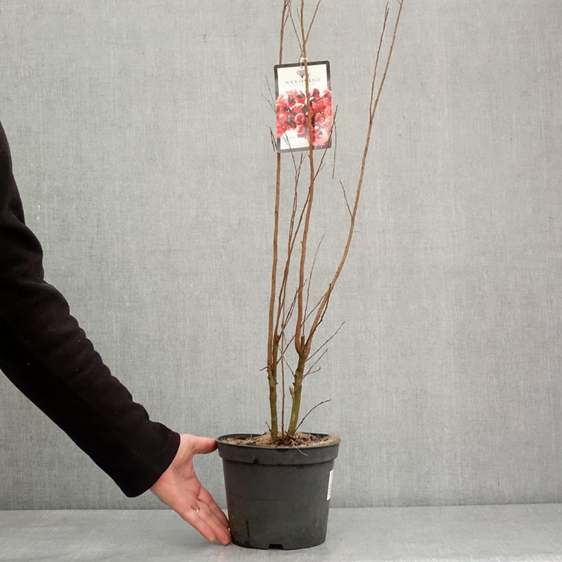 Exemplaar van Lagerstroemia indica Black Solitaire (Black Diamond) Crimson Red - Lilas des Indes Pot de 3L/4L zoals geleverd in de winter