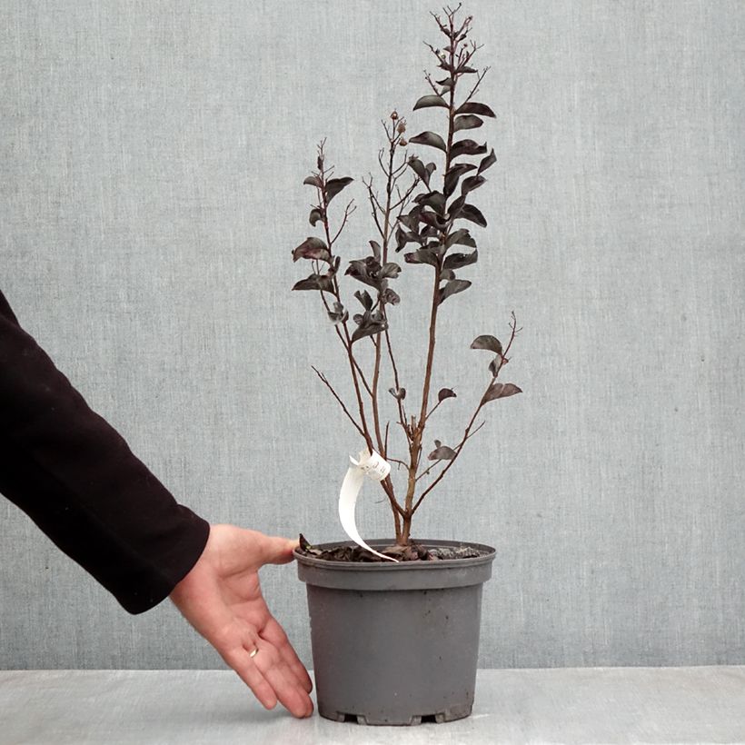 Exemplaar van Lagerstroemia indica Black Solitaire Pure White - Indische sering Pot van 3 l/4 l zoals geleverd in de herfst