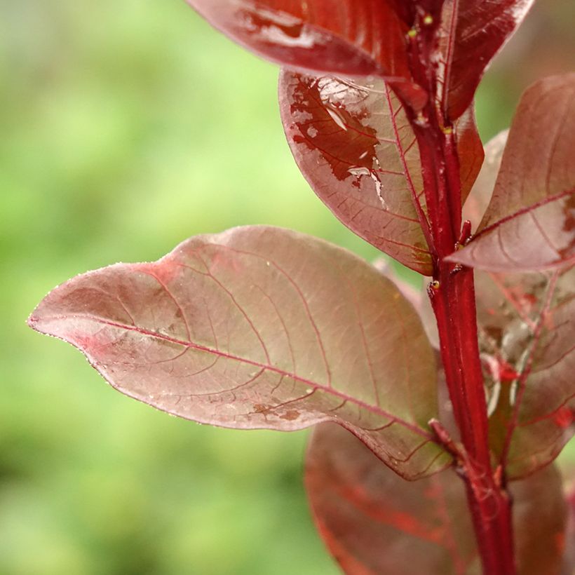 Lagerstroemia indica Black Solitaire Pure White - Indische sering (Blad)
