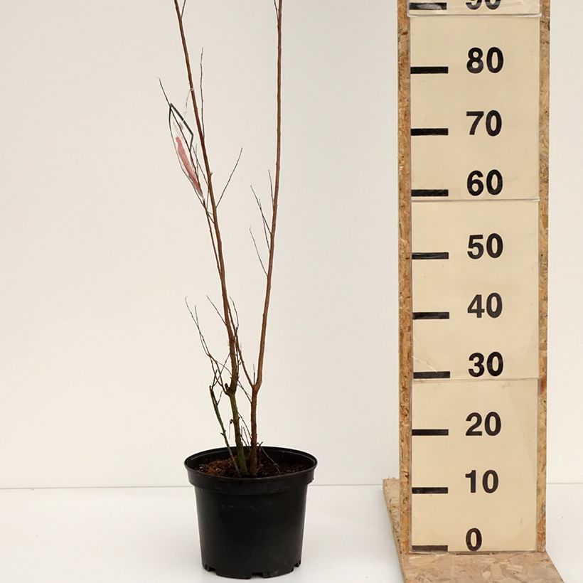 Exemplaar van Lagerstroemia indica Black Solitaire Red Hot - Indische sering Pot van 4 l/5 l zoals geleverd in de winter