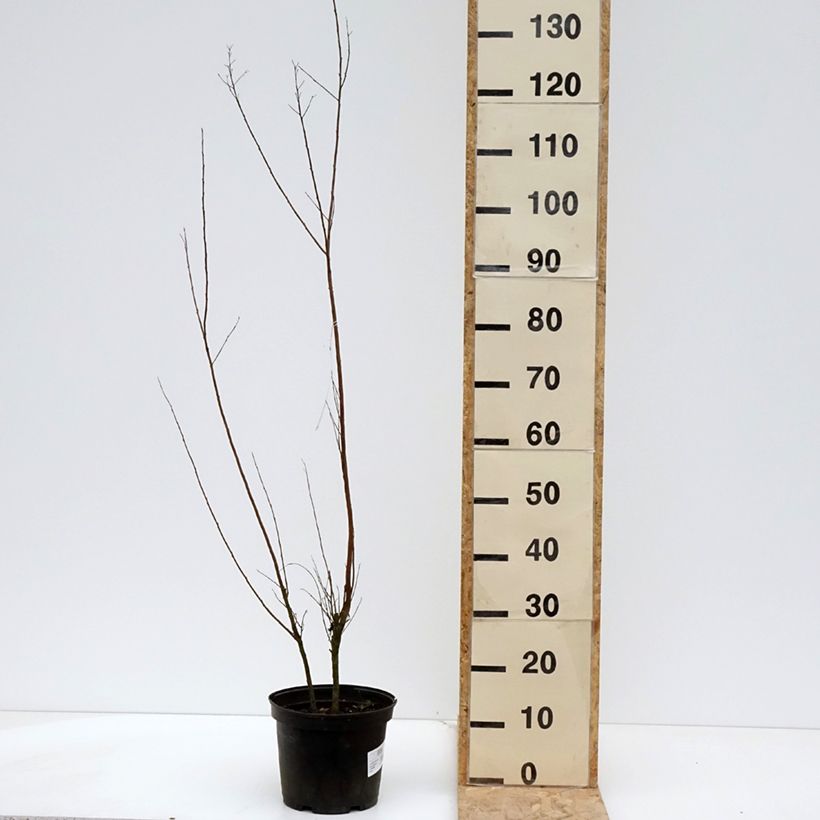 Exemplaar van Lagerstroemia indica Black Solitaire Red Hot - Indische sering Pot van 4 l/5 l zoals geleverd in de lente