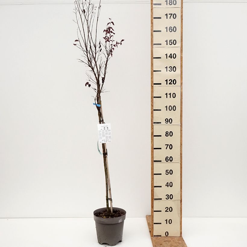 Exemplaar van Lagerstroemia indica Black Solitaire Shell Pink - Indische sering Pot van 7,5 l/10 l, Half-hoge stam zoals geleverd in de herfst