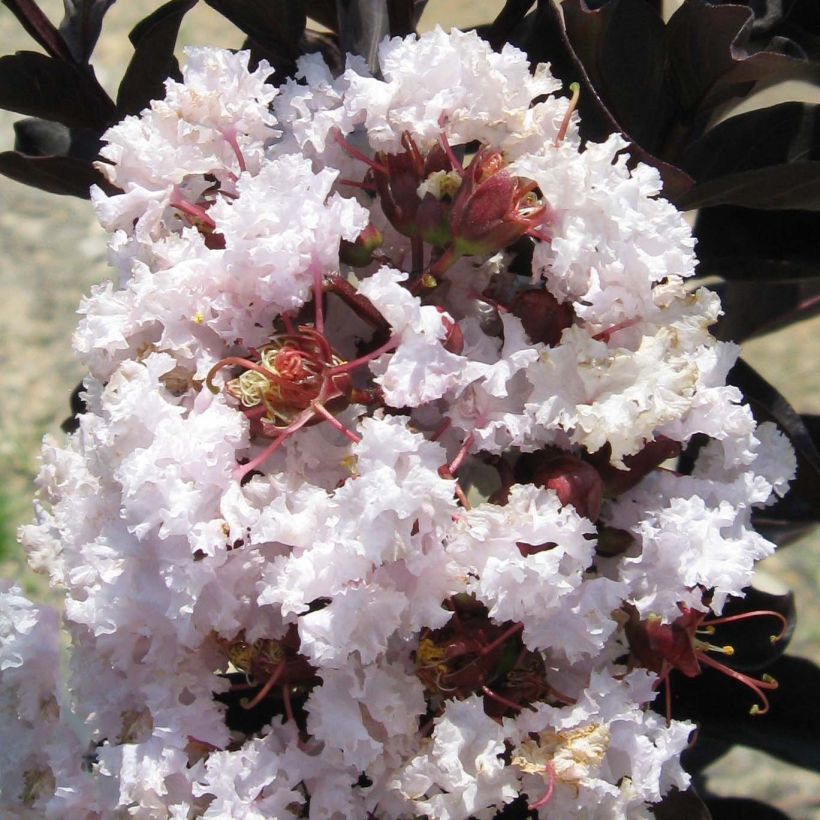 Lagerstroemia indica Black Solitaire Blush - Indische sering (Bloei)