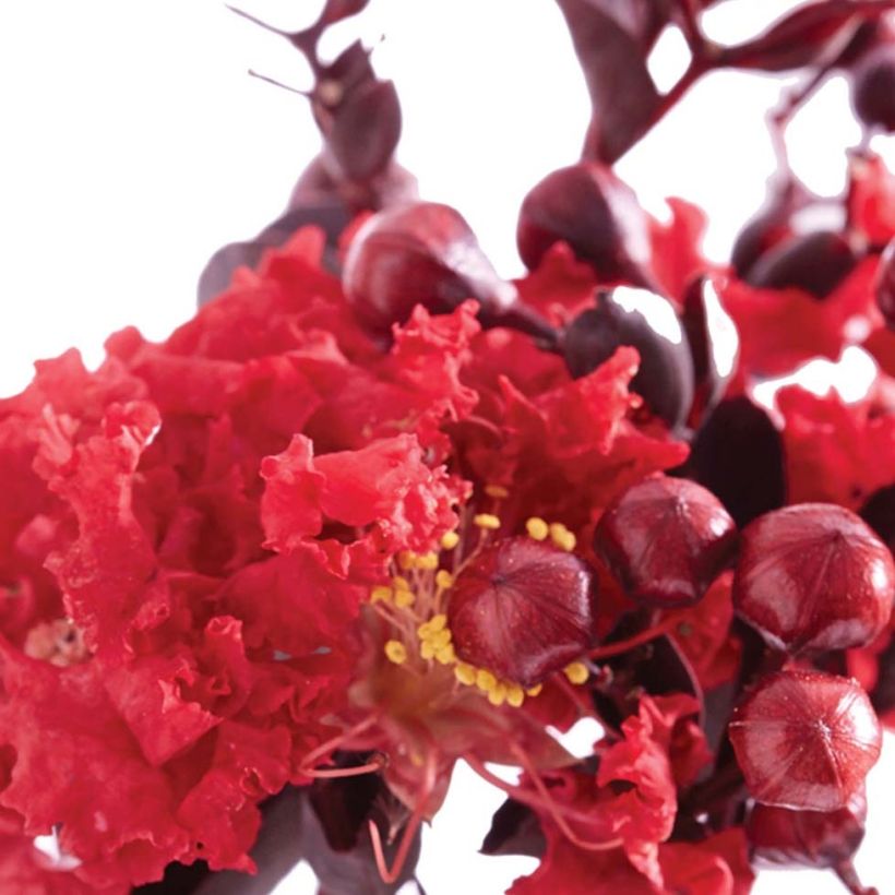 Lagerstroemia indica Black Solitaire Crimson Red - Indische sering (Bloei)