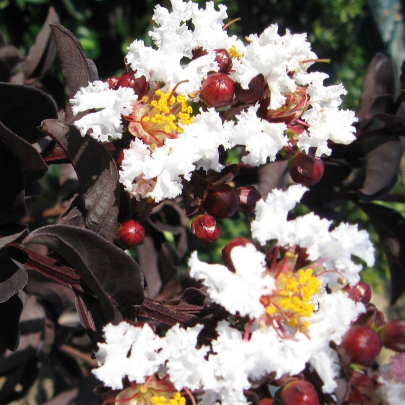 Lagerstroemia indica Black Solitaire Pure White - Indische sering (Bloei)