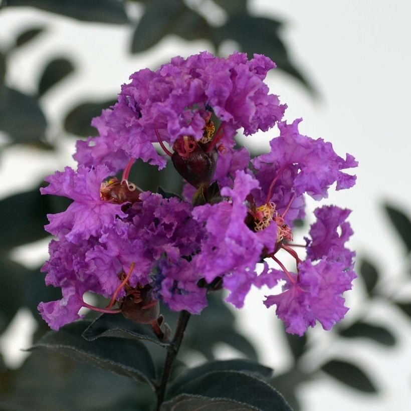 Lagerstroemia indica Black Solitaire Purely Purple - Indische sering (Flowering)