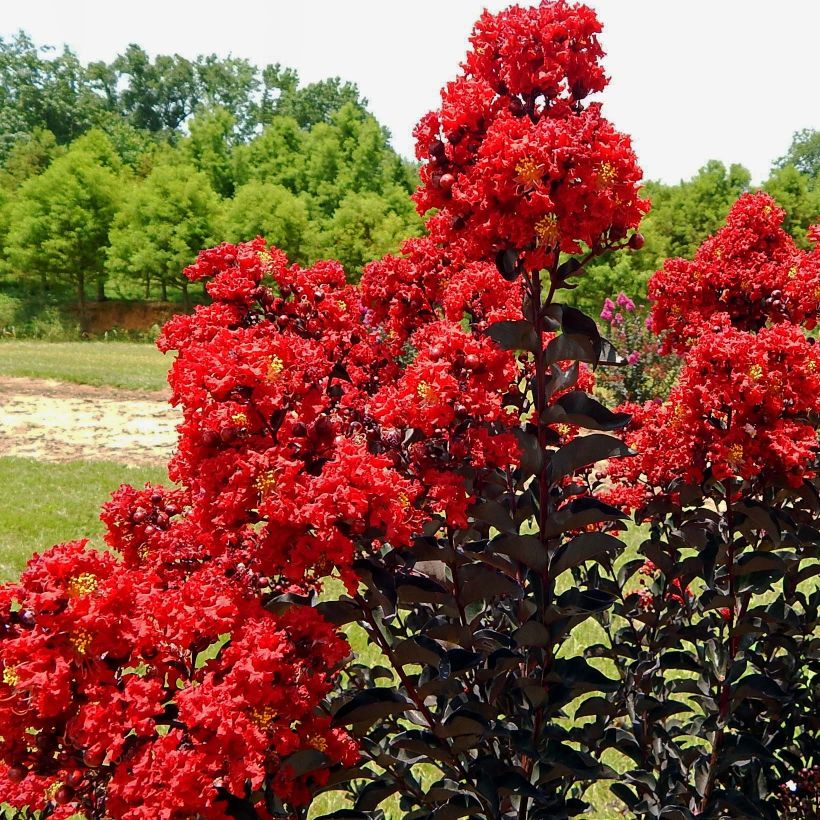 Lagerstroemia indica Black Solitaire Red Hot - Indische sering (Bloei)