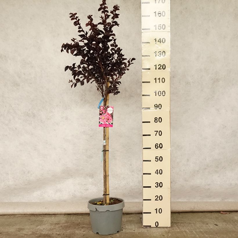 Exemplaar van Lagerstroemia indica Black Solitaire Shell Pink - Indische sering Pot van 7,5 l/10 l, Half-hoge stam zoals geleverd in de zomer