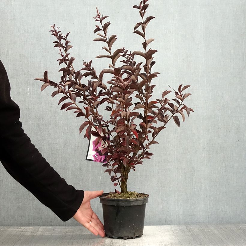 Exemplaar van Lagerstroemia indica Black Solitaire Shell Pink - Indische sering Pot van 3 l/4 l zoals geleverd in de herfst