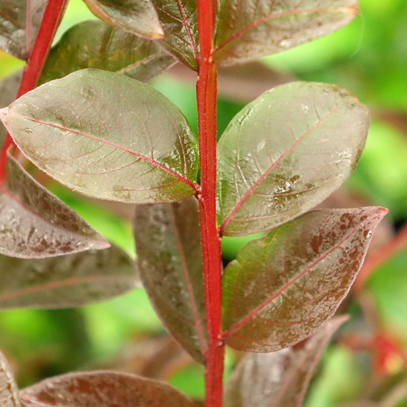 Lagerstroemia indica Black Solitaire Shell Pink - Indische sering (Blad)