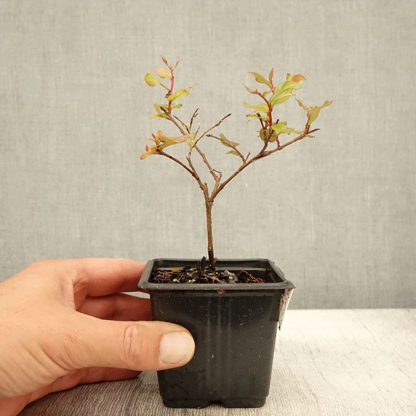 Exemplaar van Lagerstroemia indica Cherry - Indische sering Kweekpotje van 8/9 cm zoals geleverd in de herfst