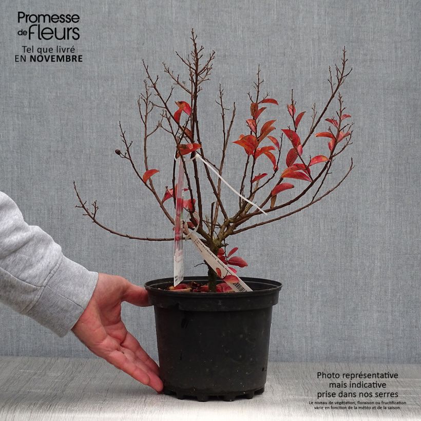 Exemplaar van Lagerstroemia indica Play It Again Double Feature - Indische sering Pot van 2 l/3 l zoals geleverd in de herfst