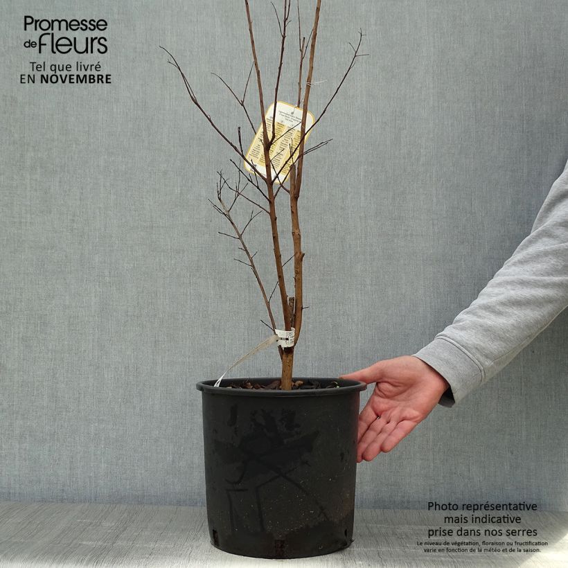 Exemplaar van Lagerstroemia indica Dynamite - Indische sering Pot van 7,5 l/10 l zoals geleverd in de herfst