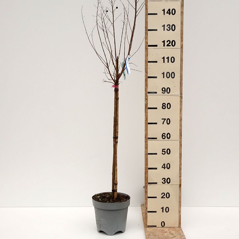 Exemplaar van Lagerstroemia indica Dynamite  - Lilas des Indes Pot de 7,5L/10L, Tige zoals geleverd in de winter