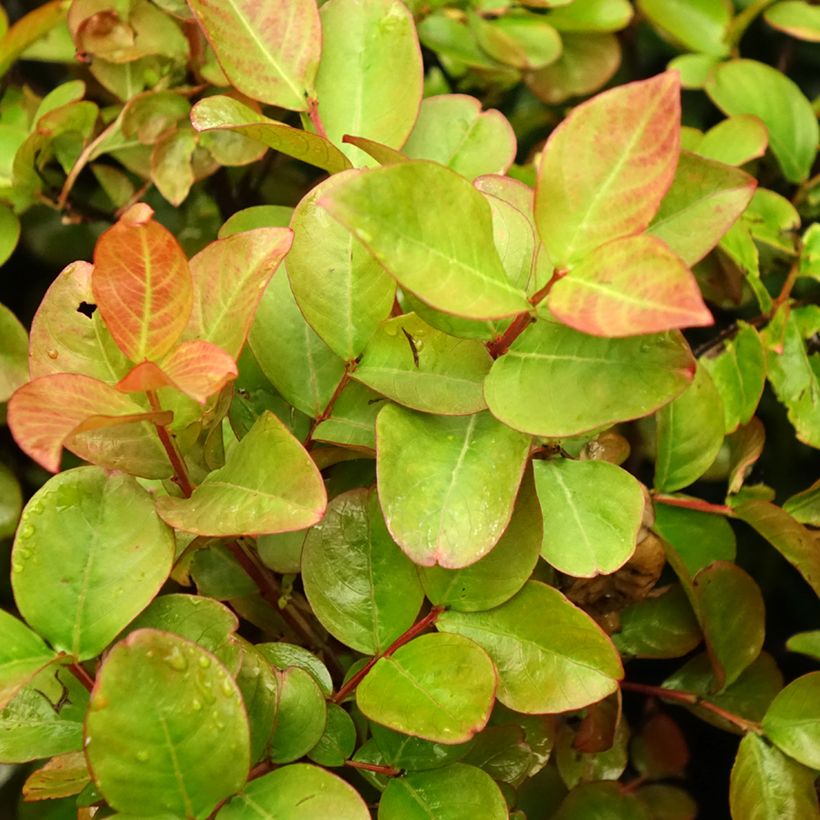 Lagerstroemia indica Dynamite - Indische sering (Blad)