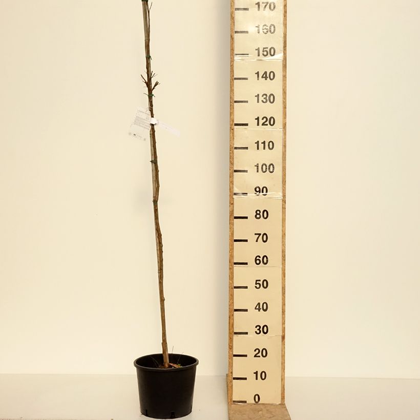 Exemplaar van Lagerstroemia indica Dynamite - Indische sering Pot van 7,5 l/10 l, Stengel zoals geleverd in de lente