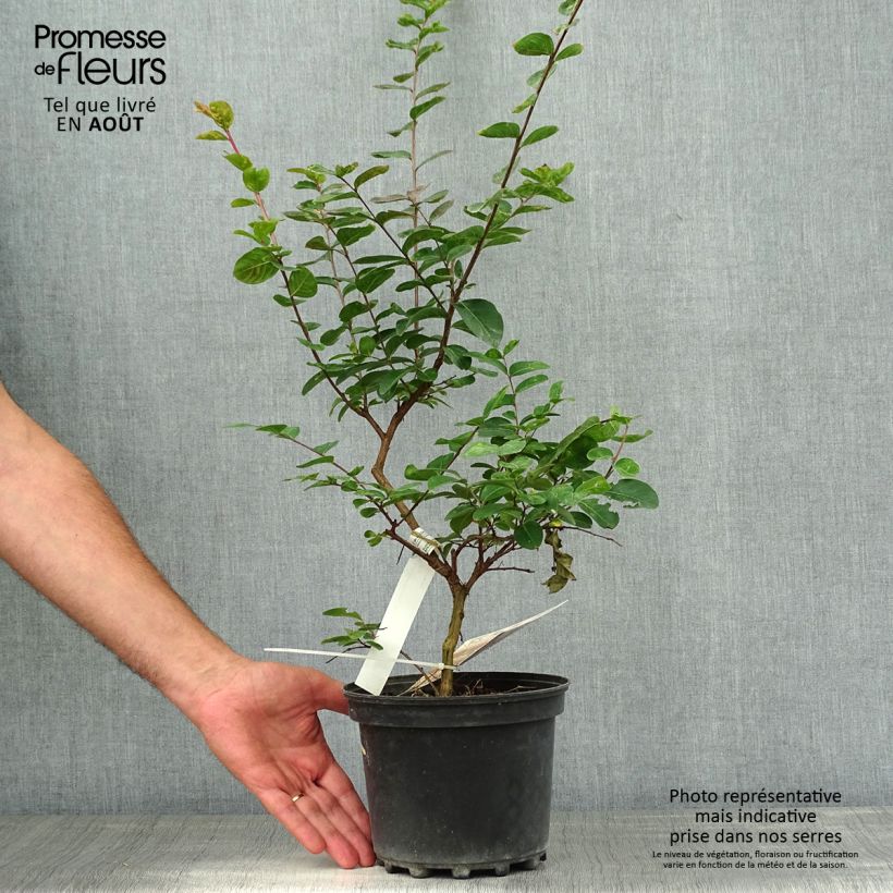 Exemplaar van Lagerstroemia indica Jacqueline Desmartis - Indische sering Pot van 3 l/4 l zoals geleverd in de zomer