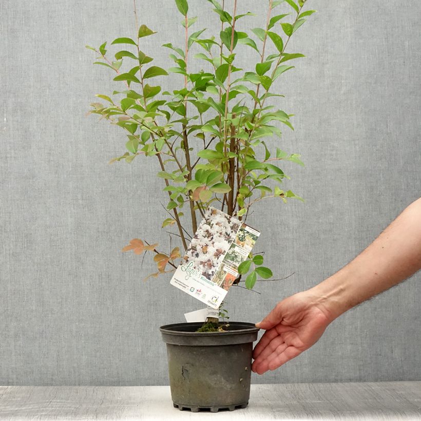 Exemplaar van Lagerstroemia indica Kimono - Indische sering Pot van 3 l/4 l zoals geleverd in de zomer