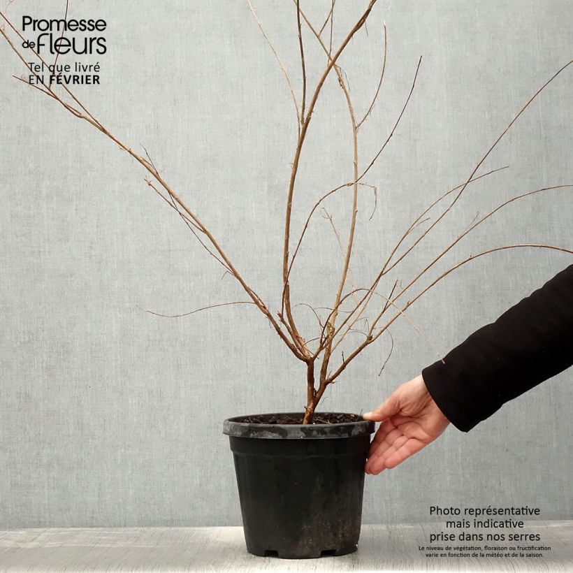 Exemplaar van Lagerstroemia indica Nivea - Indische sering Pot van 6 l/7 l, Struik zoals geleverd in de winter