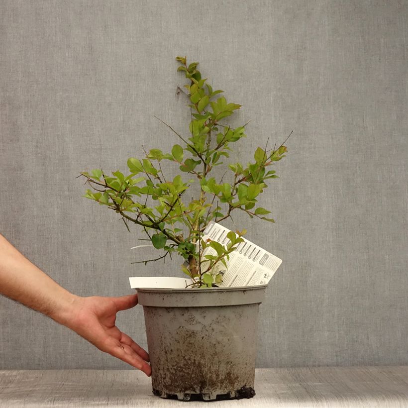 Exemplaar van Lagerstroemia indica Pécharmant - Indische sering Pot van 7,5 l/10 l zoals geleverd in de zomer