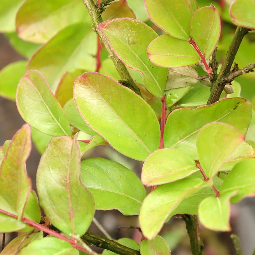 Lagerstroemia indica Pécharmant - Indische sering (Blad)