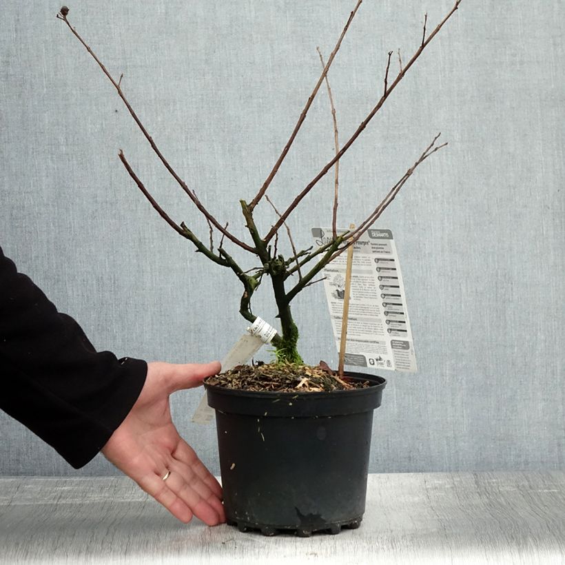 Exemplaar van Lagerstroemia indica Périgord Pourpre - Indische sering Pot van 3 l/4 l zoals geleverd in de herfst