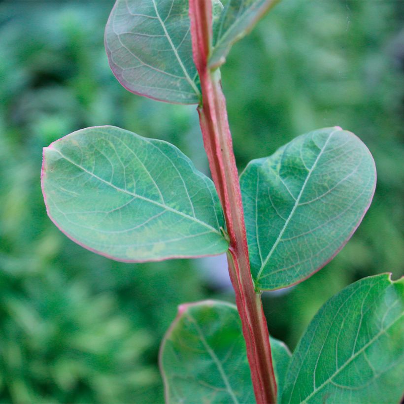 Lagerstroemia indica Petite Canaille mauve - Indische sering (Blad)