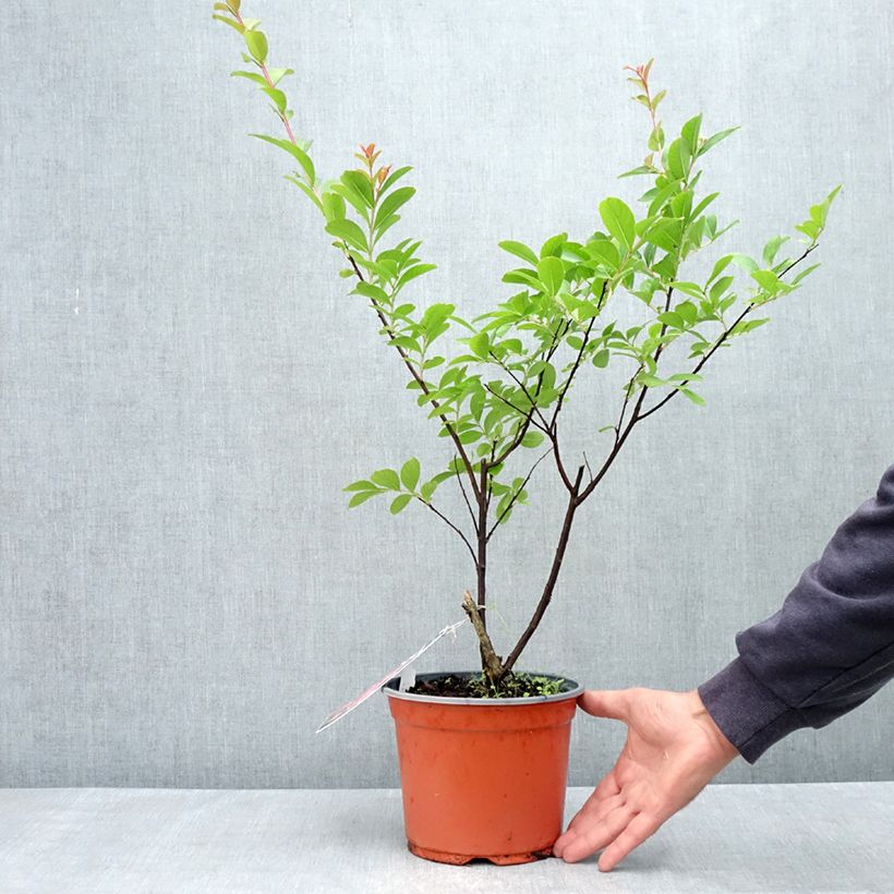 Exemplaar van Lagerstroemia indica Roze Grand Sud - Indische sering Pot van 3 l/4 l, Struik zoals geleverd in de lente
