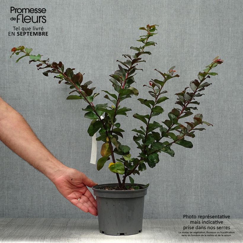Exemplaar van Lagerstroemia indica Pink Velours - Indische sering Pot van 3 l/4 l zoals geleverd in de herfst