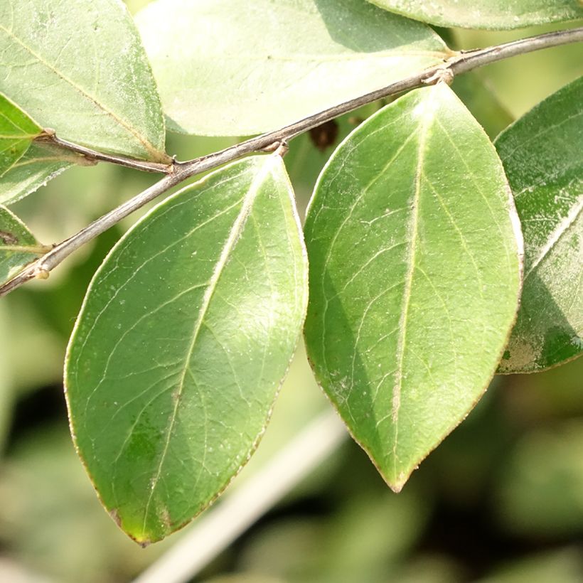 Lagerstroemia indica Pixie White - Indische sering (Blad)