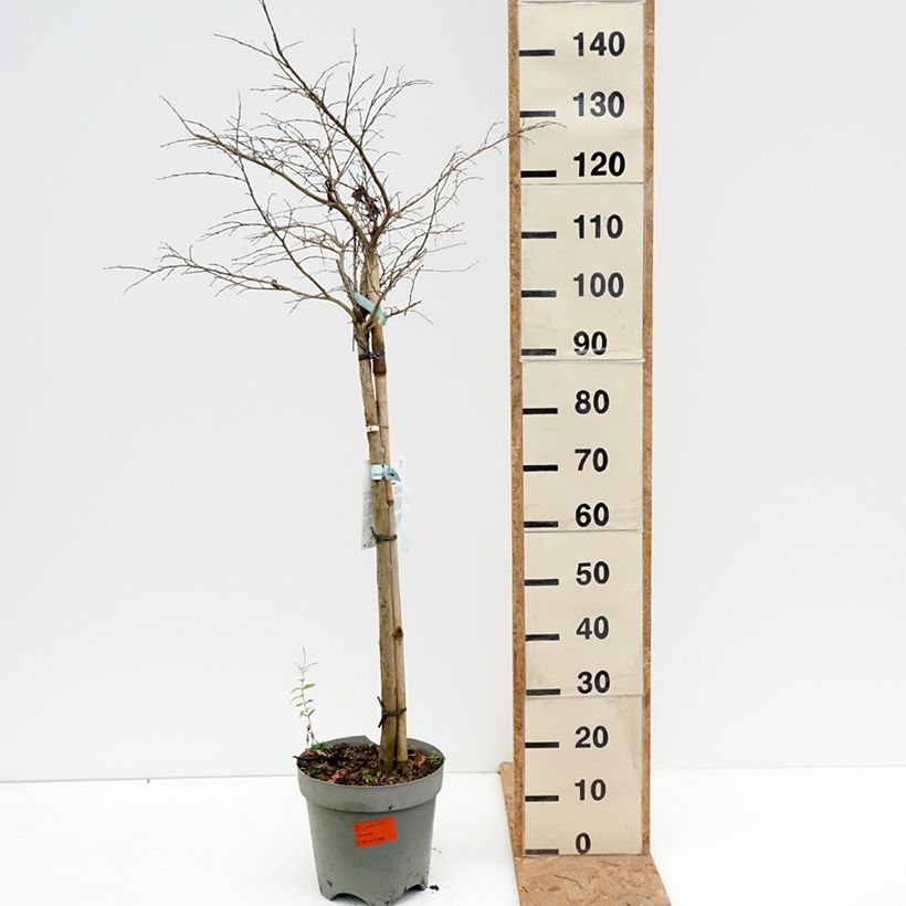 Exemplaar van Lagerstroemia indica Pixie White - Indische sering Pot van 7,5 l/10 l, Half-hoge stam zoals geleverd in de herfst
