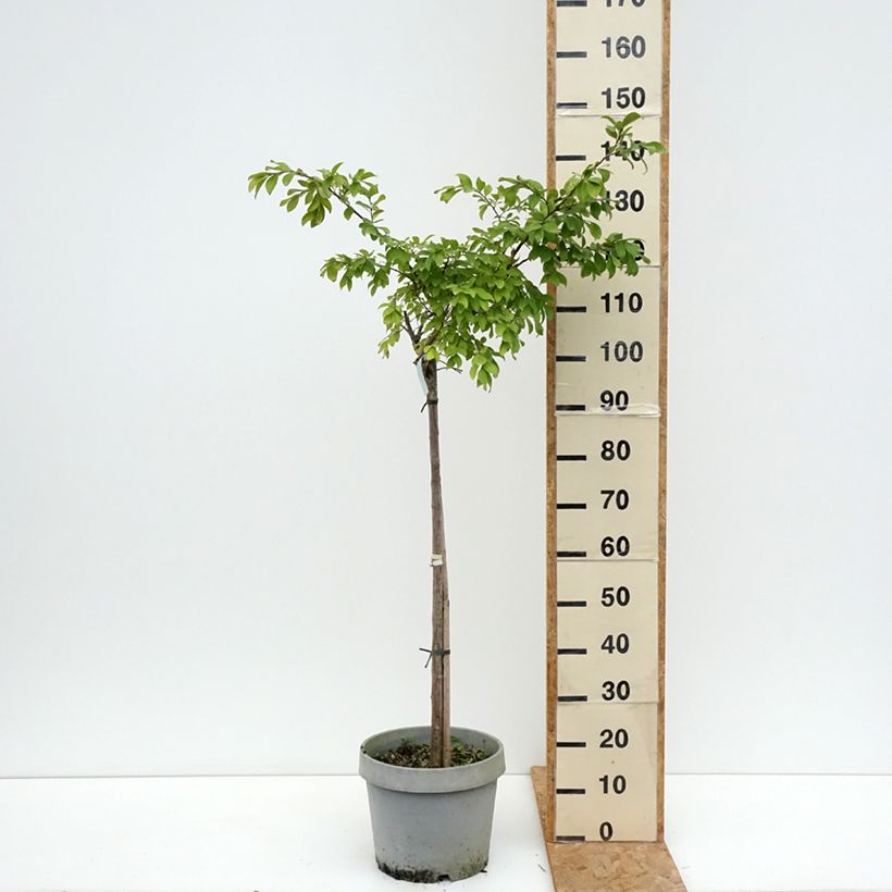 Exemplaar van Lagerstroemia indica Pixie White - Indische sering Pot van 7,5 l/10 l, Half-hoge stam zoals geleverd in de zomer