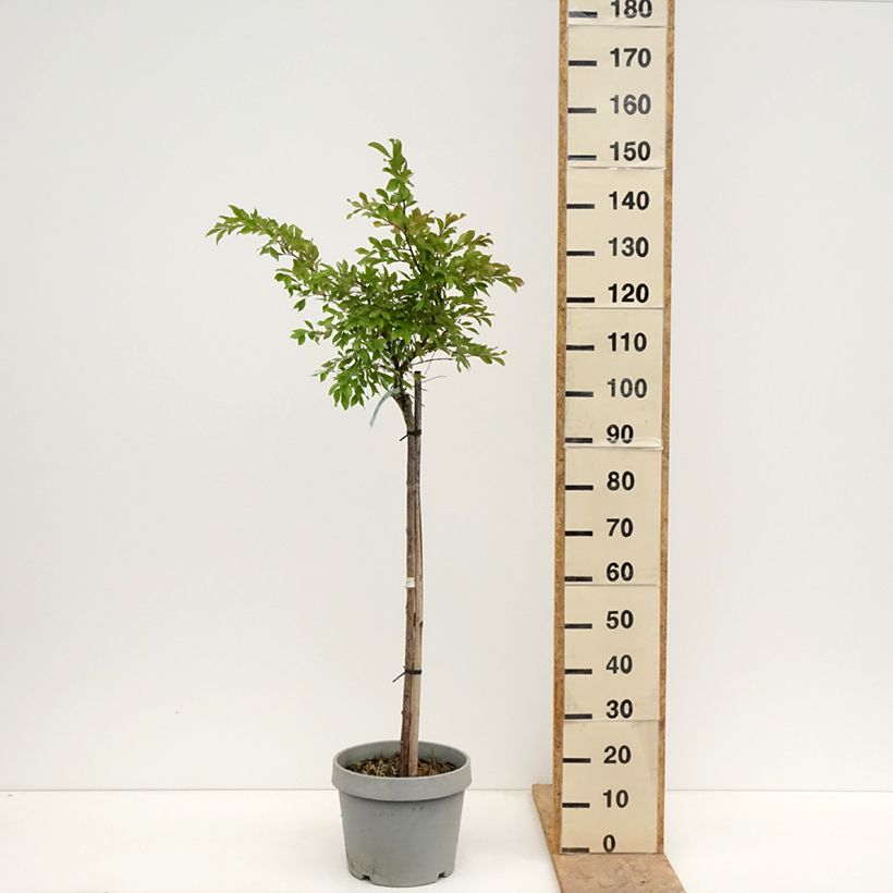 Exemplaar van Lagerstroemia indica Pixie White - Indische sering Pot van 7,5 l/10 l, Half-hoge stam zoals geleverd in de lente