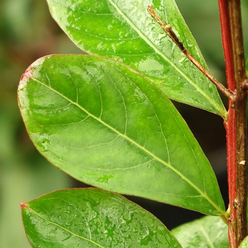 Lagerstroemia indica Rood Imperator - Indische sering (Blad)