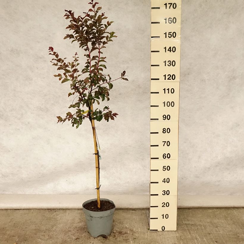 Exemplaar van Lagerstroemia indica Rhapsody in Pink - Indische sering Pot van 7,5 l/10 l, Stengel zoals geleverd in de zomer
