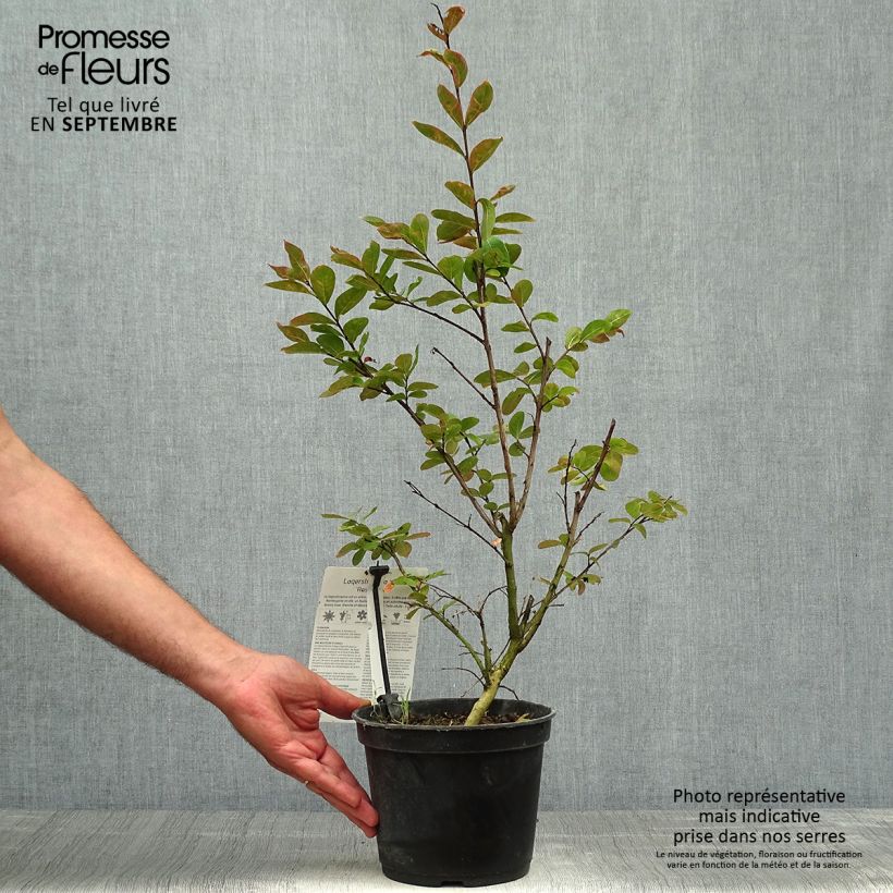 Exemplaar van Lagerstroemia indica Roze Indien - Indische sering Pot van 3 l/4 l zoals geleverd in de herfst