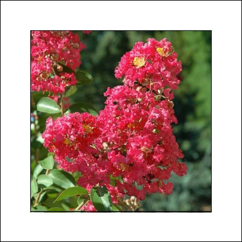 Lagerstroemia indica Rubra - Indische sering (Bloei)