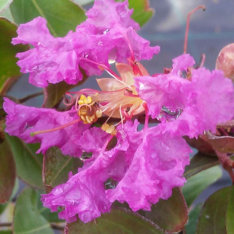 Lagerstroemia indica Summer Beauty Centennial - Indische sering (Bloei)