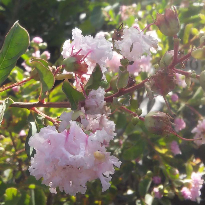 Lagerstroemia indica Summer Beauty Hope - Indische sering (Bloei)
