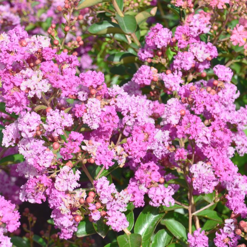 Lagerstroemia indica Summer Beauty Ozark Spring - Indische sering (Bloei)