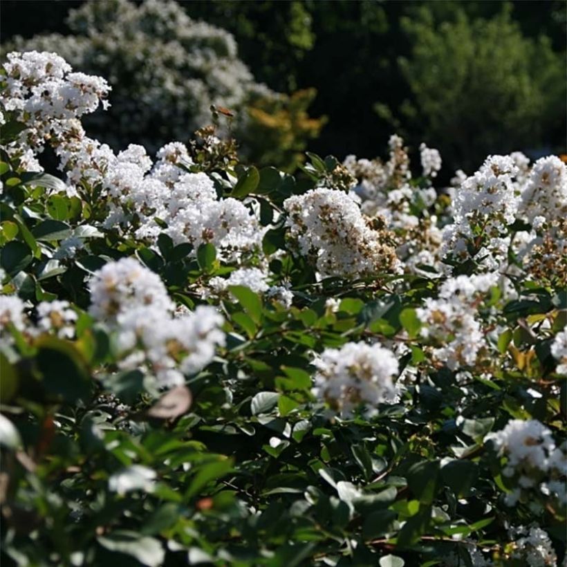 Lagerstroemia indica Summer Charm Acoma - Indische sering (Bloei)