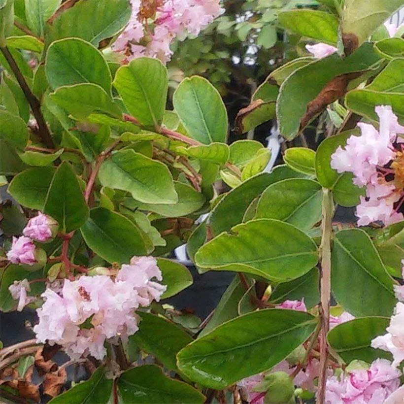 Lagerstroemia indica Summer Charm Hopi - Indische sering (Blad)