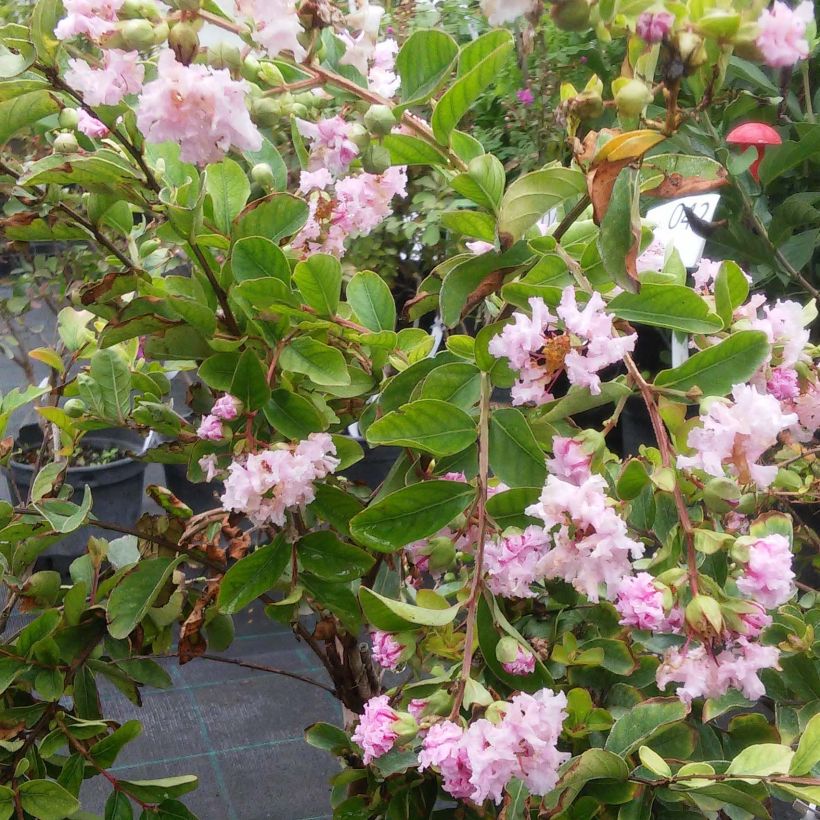 Lagerstroemia indica Summer Charm Hopi - Indische sering (Bloei)