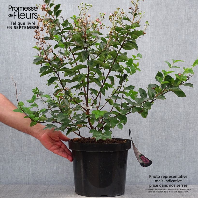 Exemplaar van Lagerstroemia indica Summer Charm Hopi - Indische sering Pot van 7,5 l/10 l zoals geleverd in de herfst