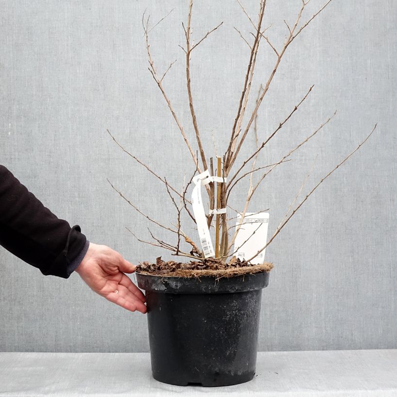 Exemplaar van Lagerstroemia indica Summer Charm Hopi - Indische sering Pot van 7,5 l/10 l zoals geleverd in de lente