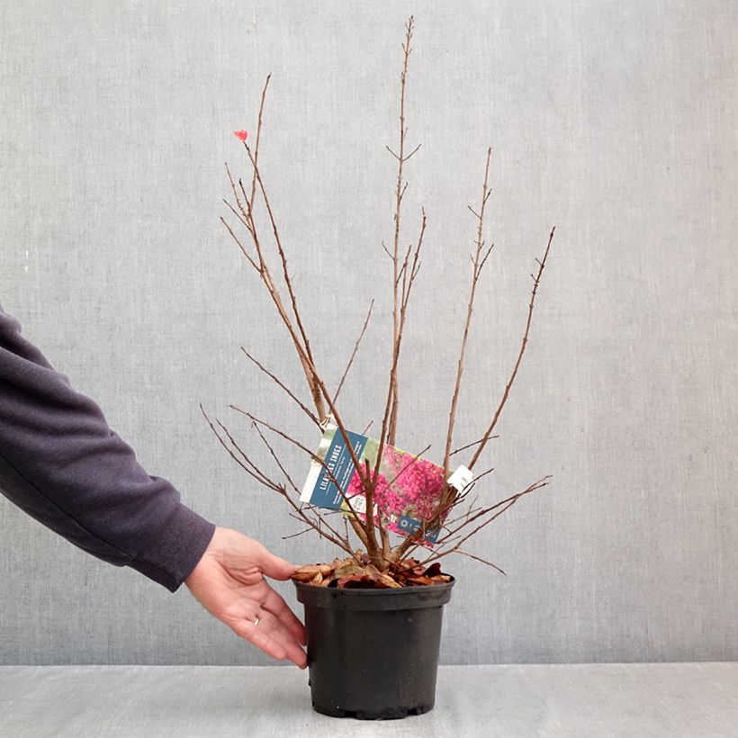 Exemplaar van Lagerstroemia indica Summer Charm Tonto - Indische sering Pot van 3 l/4 l zoals geleverd in de herfst