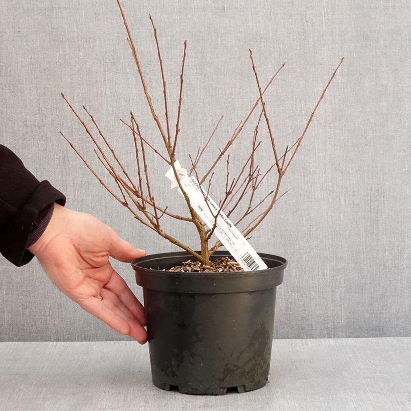 Exemplaar van Lagerstroemia indica Summer Charm Tonto - Indische sering Pot van 3 l/4 l zoals geleverd in de winter