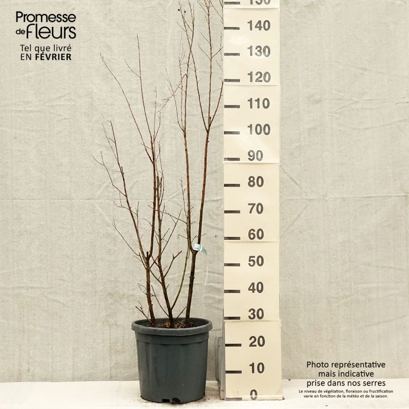 Exemplaar van Lagerstroemia indica Summer Charm Tonto - Indische sering Pot van 12 l/15 l, Struik zoals geleverd in de winter